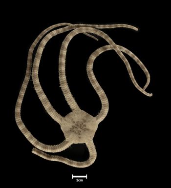 Media type: image;   Invertebrate Zoology OPH-4519 Description: Top of brittle star with a view of the disc.;  Aspect: dorsal